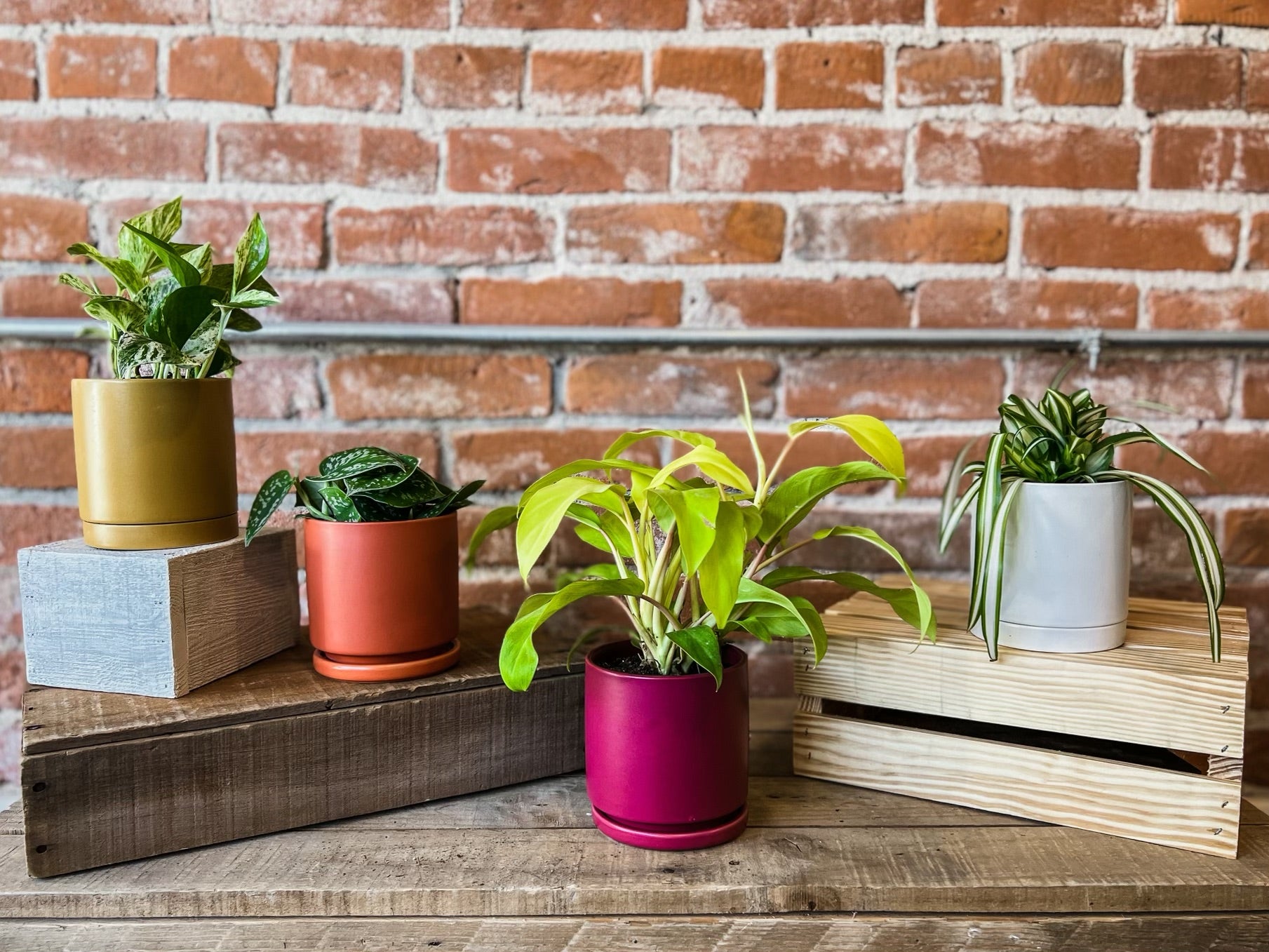 Houseplants