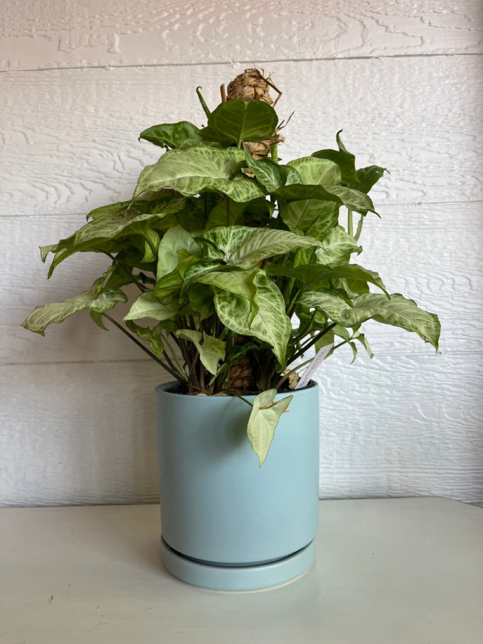 6″ Nephthytis Pole KC Florist Plants