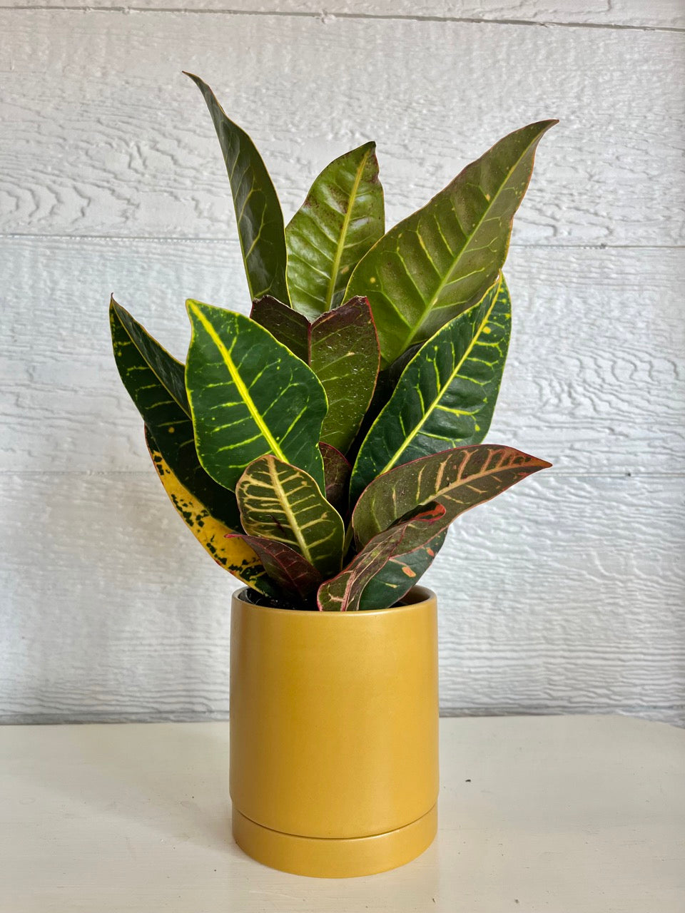 Croton Petra 4" - Bel Fiore Co House Plant KC Florist