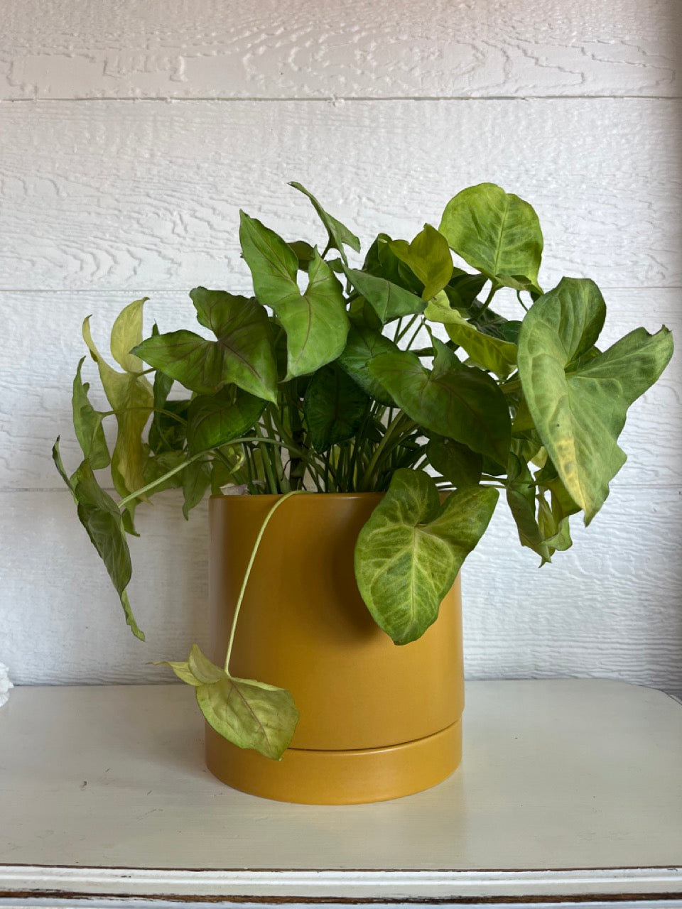 Syngonium Tub Arrowhead Plant KC Florist Houseplants Kansas City