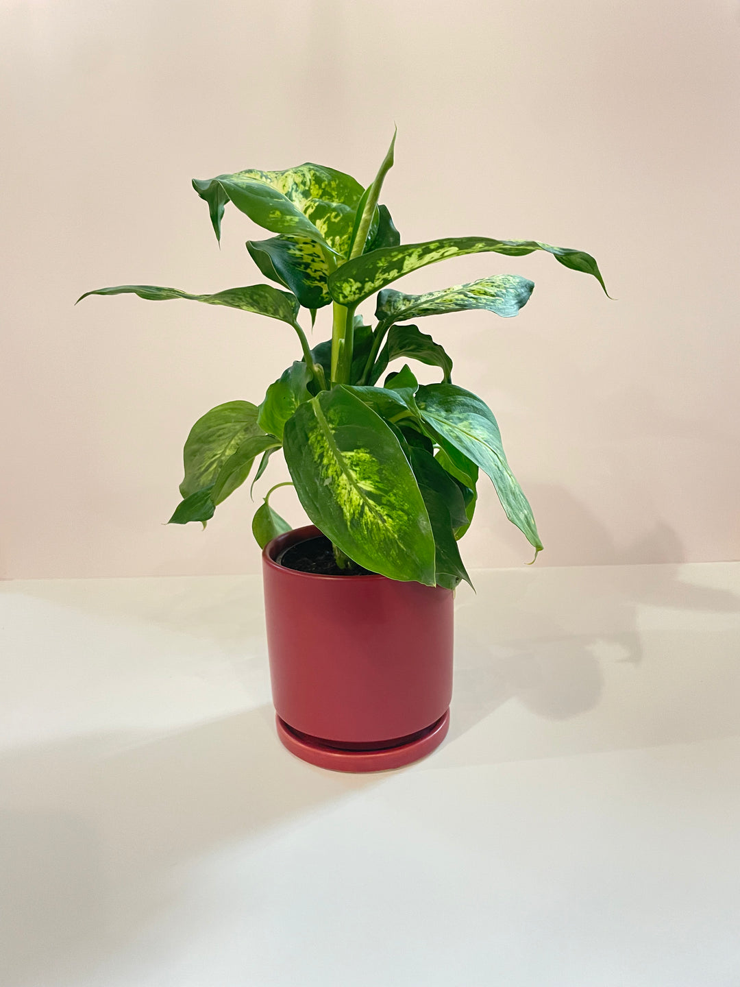 Dieffenbachia Compact, Kansas City Plant Factory, Kansas City Gift Shop, Lee's Summit, MO, Bel Fiore Co. Flower Bar + Boutique