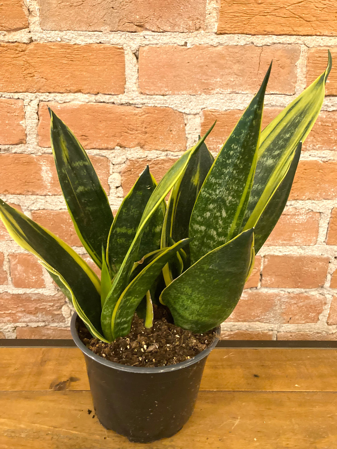 Sanseveria Gold Flame 6"