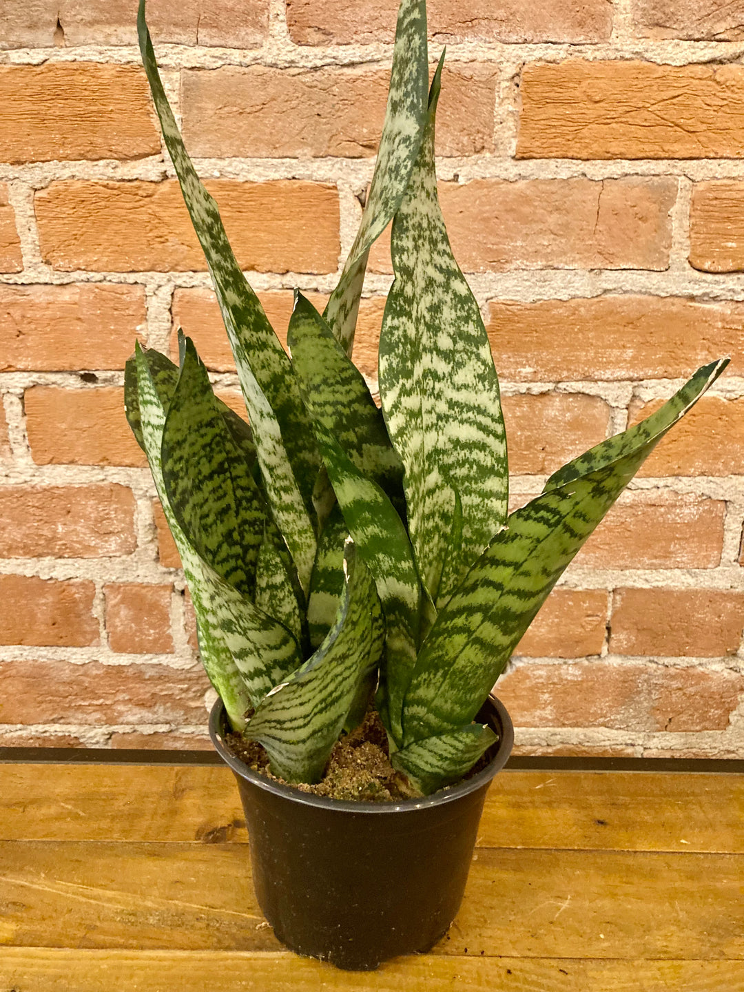 Sanseveria Coral 6"
