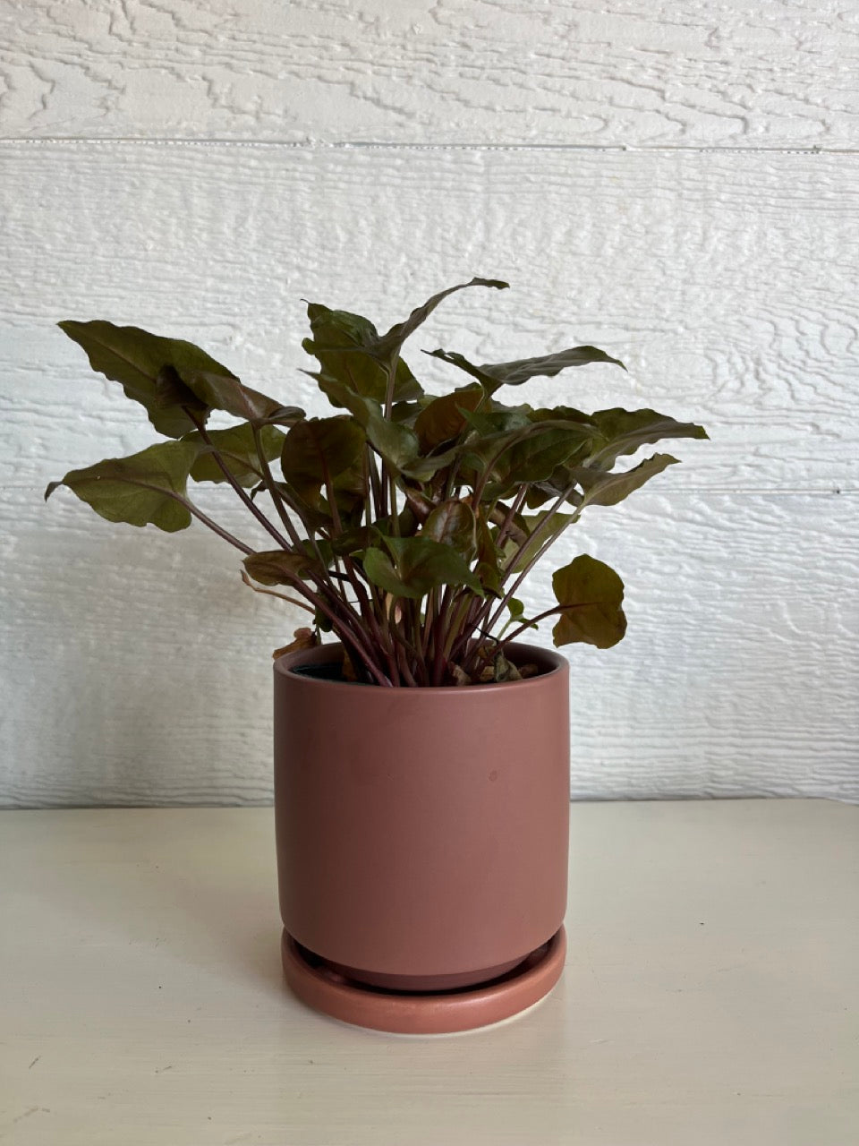 Nepth Houseplant KC Florist