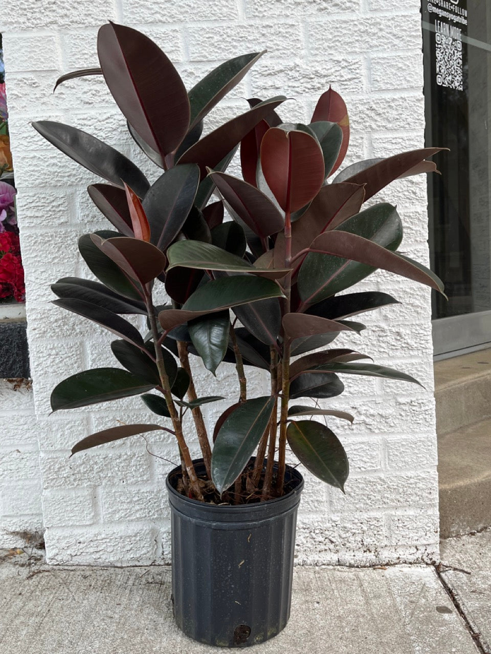 Rubber Tree 8"