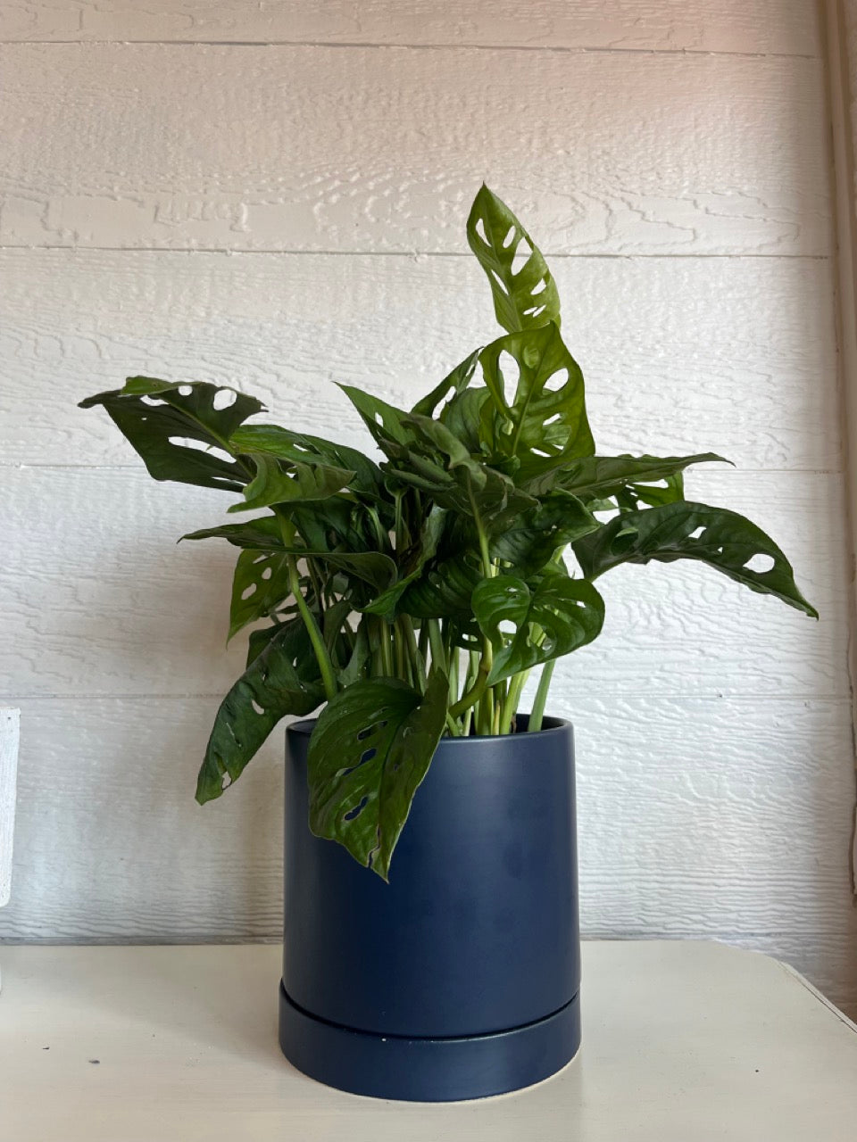 Swiss Cheese Monstera