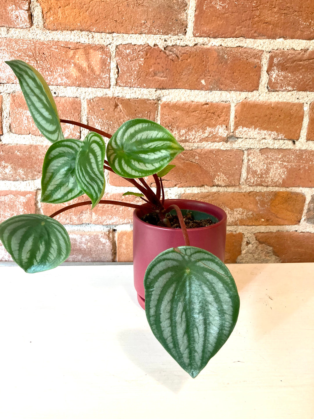 Peperomia Watermelon 4"