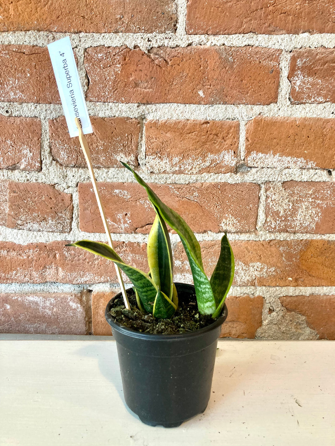 Sanseveria Superba 4"
