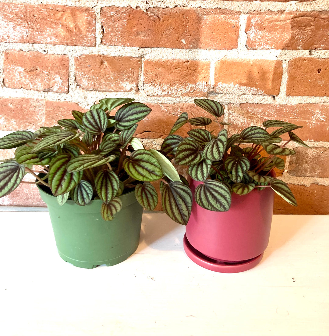 Peperomia Piccolo Banda 6"