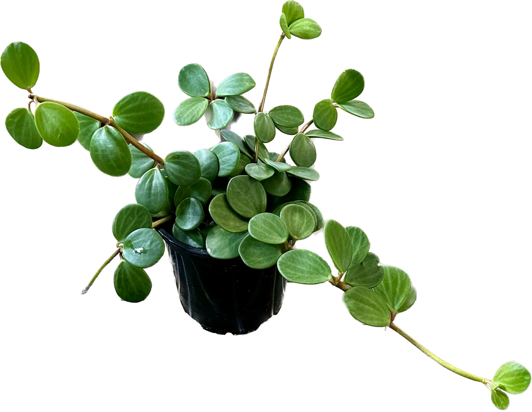 KC Plant Factory - 4" Peperomia Hope, Lee's Summit, MO, Bel Fiore Co. Flower Bar + Boutique