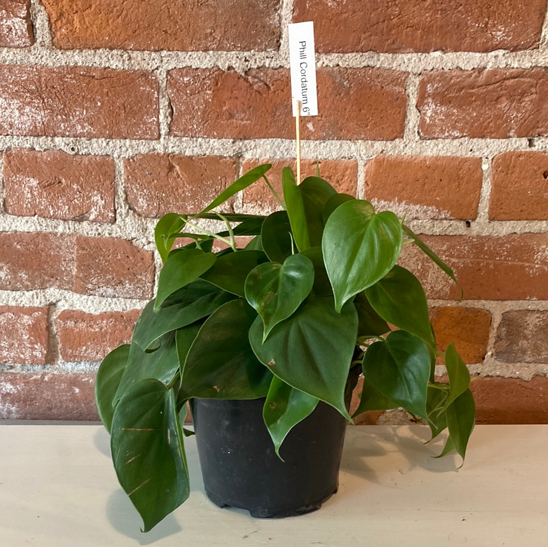 Philodendron Cordatum 6"