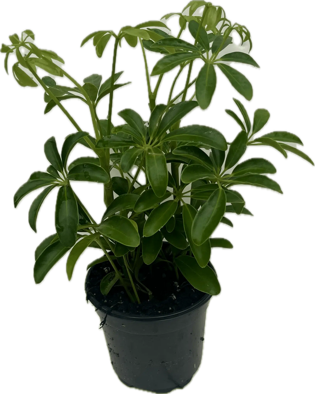 Schefflera Plants