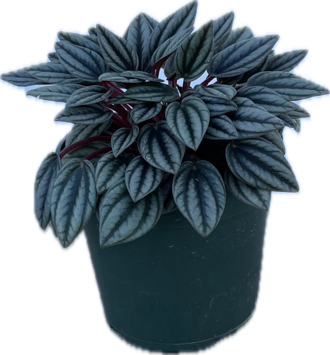 KC Plant Factory - 4” Peperomia San Marino, Lee's Summit, MO, Bel Fiore Co. Flower Bar + Boutique