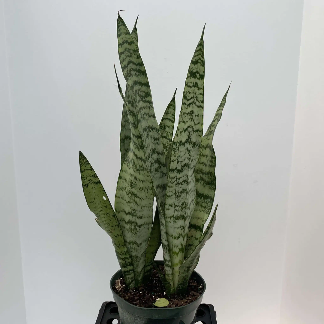 Sansevieria