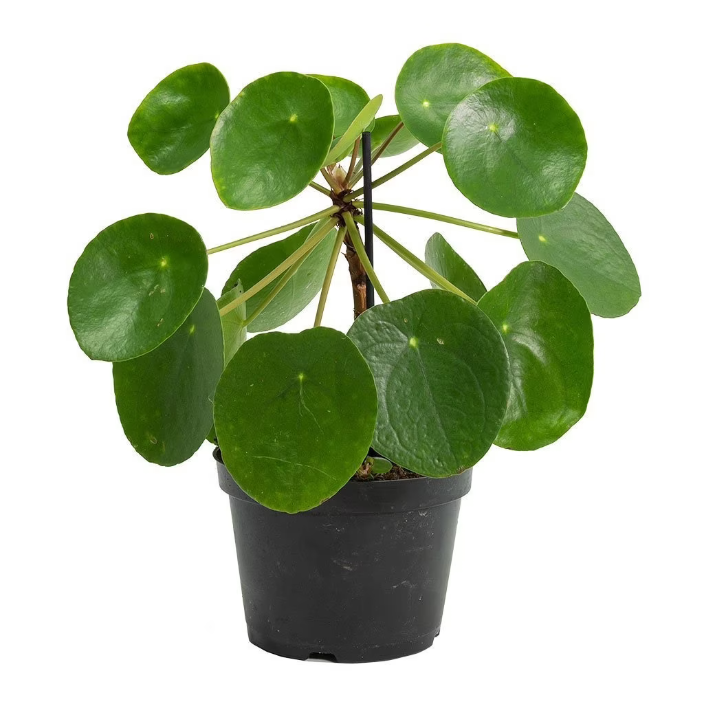 KC Plant Factory - Chinese Money Plant 4", Lee's Summit, MO, Bel Fiore Co. Flower Bar + BoutiqueKC Plant Factory - Chinese Money Plant 4", Lee's Summit, MO, Bel Fiore Co. Flower Bar + Boutique