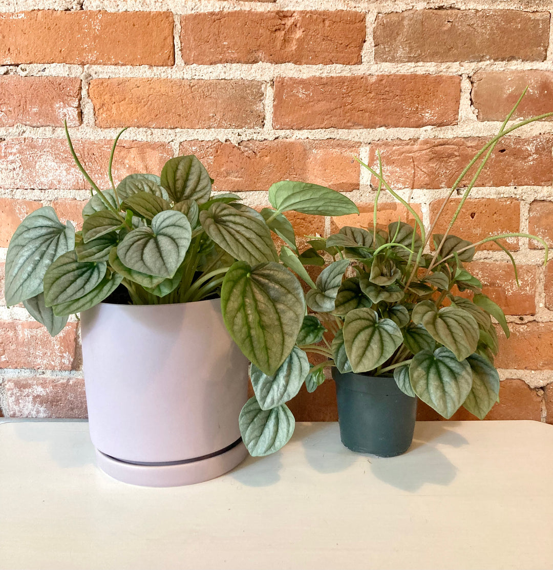 Peperomia Frost 4"