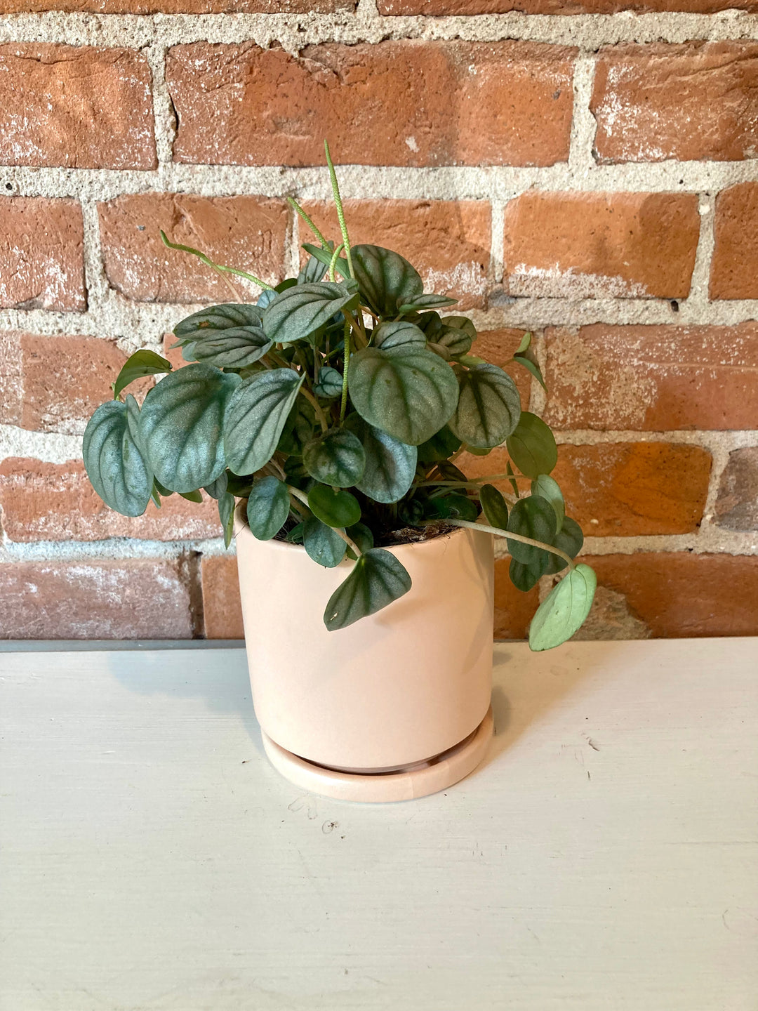 Peperomia Toscani 4"