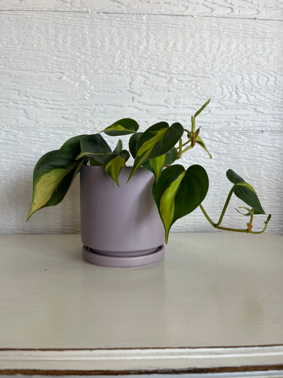 philodendron brasil plant KC florist