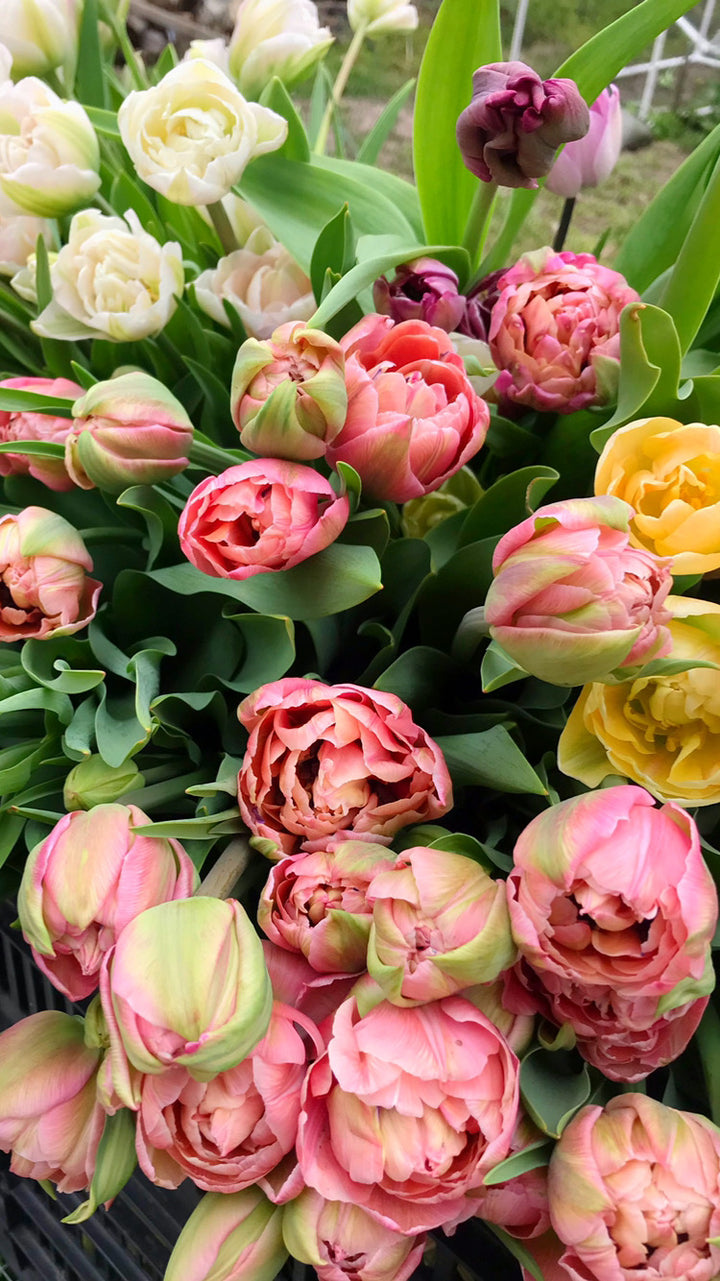 All About Tulips Floral Arranging Workshop