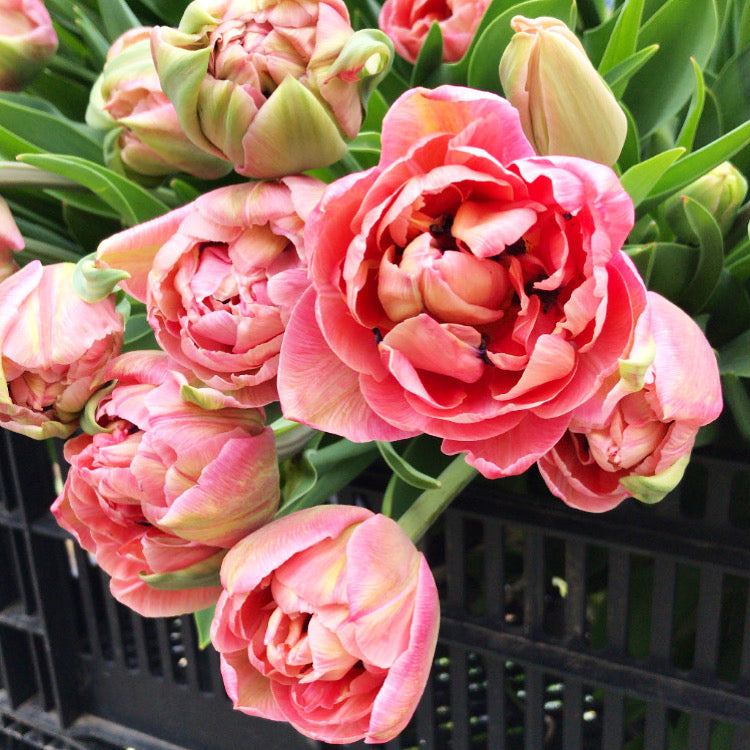 All About Tulips Floral Arranging Workshop