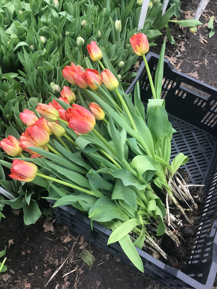 All About Tulips Floral Arranging Workshop