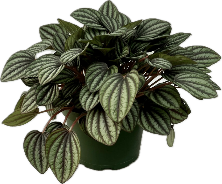 Peperomia