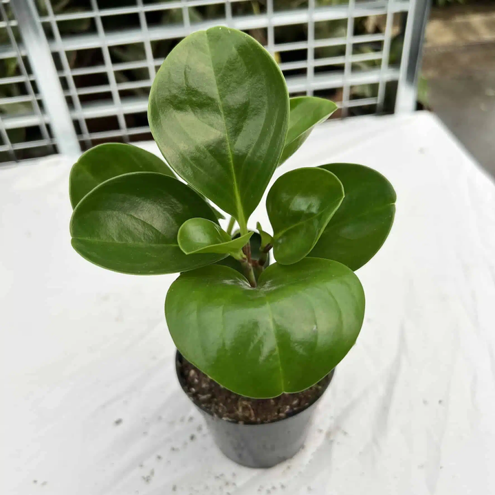 Peperomia