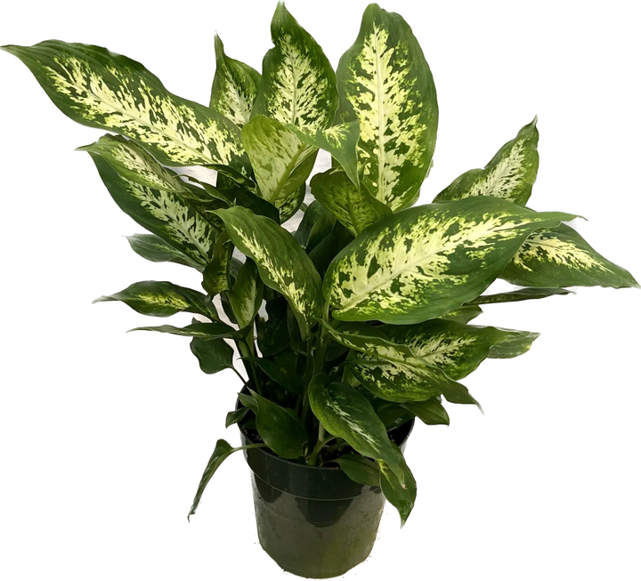 Dieffenbachia