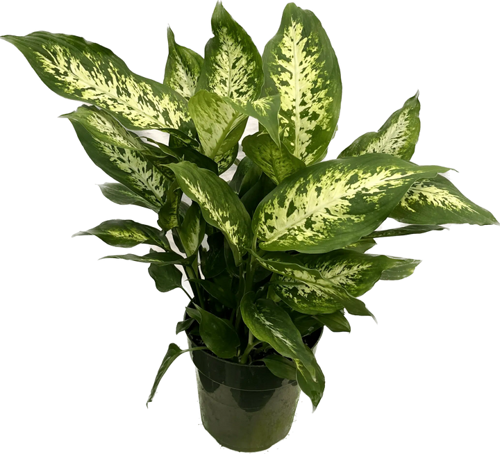 Dieffenbachia