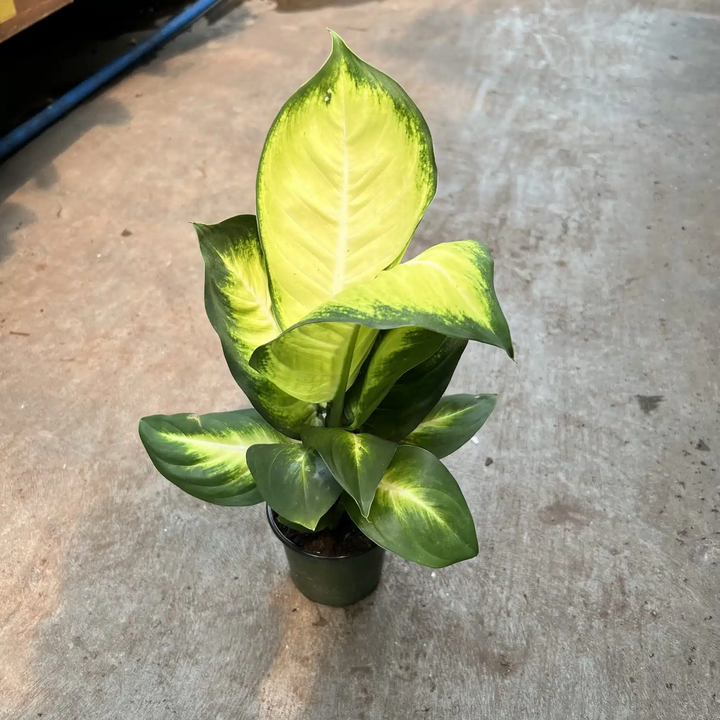 Dieffenbachia
