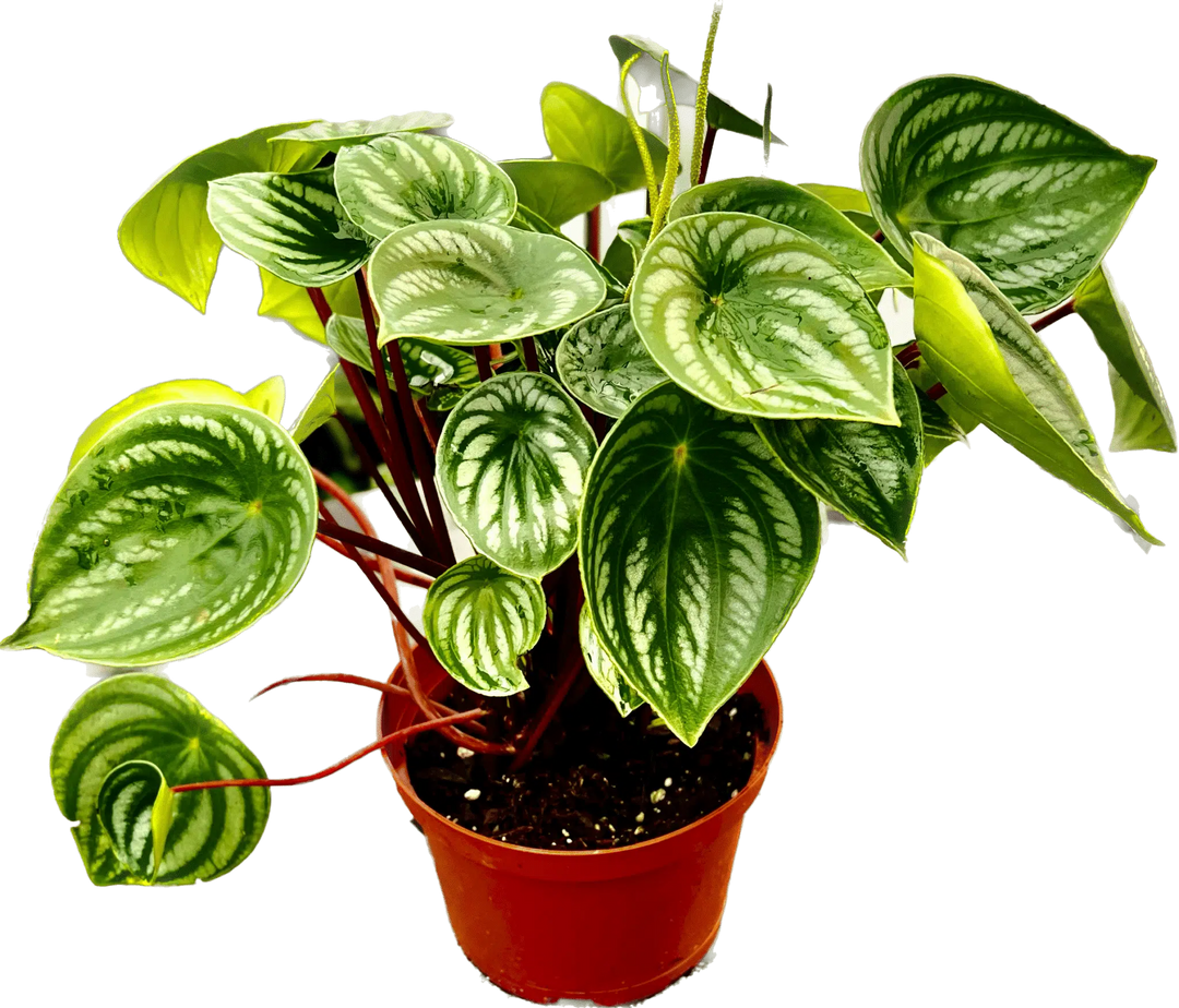 Peperomia