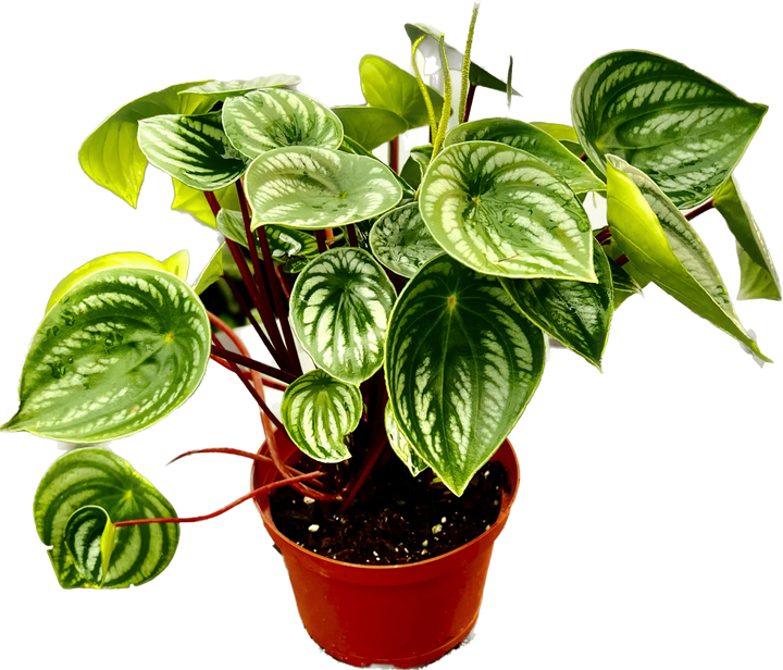 Peperomia